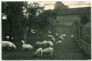 Seebschütz. Scheune und Schweine