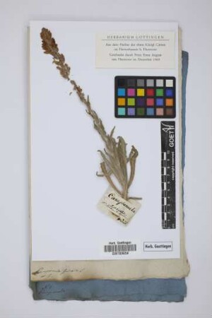 Campanula spicata L.