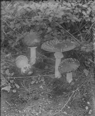 Fliegenpilz : Fliegenpilz (Amanita muscaria Linnaeus).