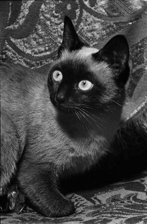 Tiere. Junge Siamkatze