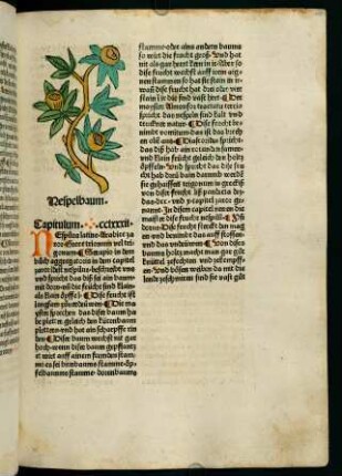 150r, Nespelbaum (282. Kapitel)