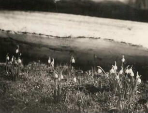 Märzenbecher oder Frühlings-Knotenblume (Leucojum vernum L.) vor der Eiskante. Polenztal