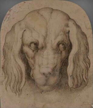 Kopf eines Hundes