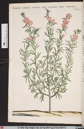 TRIFOLIUM AFRICANUM FRUTICANS FOLIO AUGUSTIORE FLORE RUBICANTE.