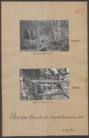 in den Argonnen (Argonnenurwald)