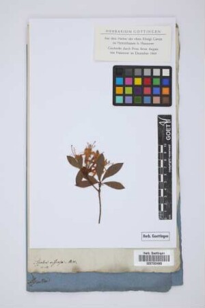 Azalea viscosa