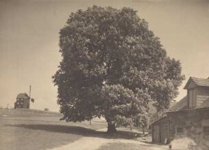 Bockwindmühle Kottmarsdorf