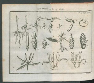 Tafel: Les progrès de la vegetation.
