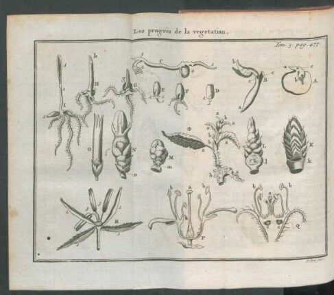 Tafel: Les progrès de la vegetation.