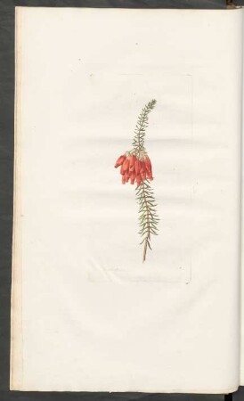 [Erica speciosa]