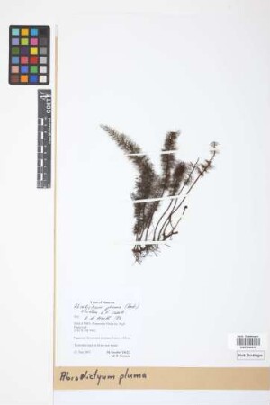 Abrodictyum pluma (Hook.) Ebihara & K.Iwats.