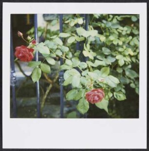 Rosen in Puy-Saint-Martin