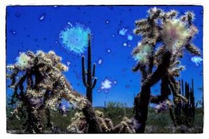 Saguaro : Arizona. Saguaro-Nationalpark