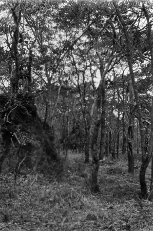 Termitenhügel im Wald : Ein Termitenhügel in einem lichten Wald.