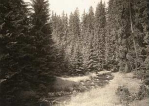 Erzgebirge. Schwarze-Pockau-Tal; Waldbild an der Straßenbrücke etwa 750 m oberhalb des Nonnenfelsens
