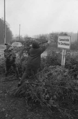 Entsorgung der ausgedienten Christbäume