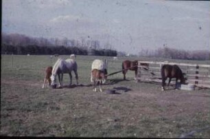 Fotografie: Pferdehaltung, Auslauf, Weidehaltung