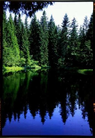 Bödele: Bödele Moorsee im Tannenwald