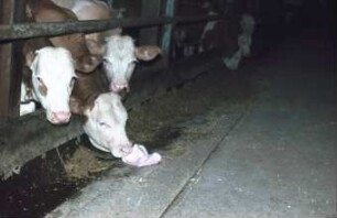 Fotografie: Bullenmast, Futtermittel, Maissilage