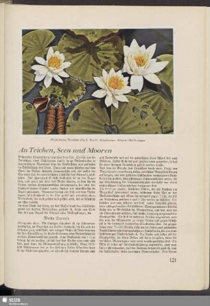 An Teichen, Seen und Mooren