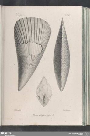 Pl. 329