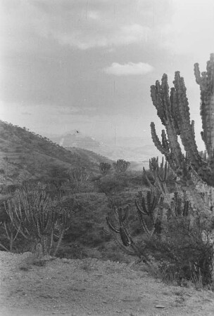 Euphorbienlandschaft : Savannenlandschaft mit Kakteen