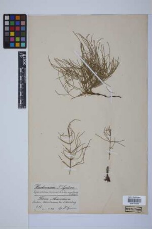 Equisetum arvense L.