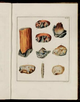 Tab. III. [Beschreibung und Abbildung.]