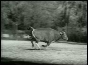 Bibos banteng (Raffl.) - Galopp