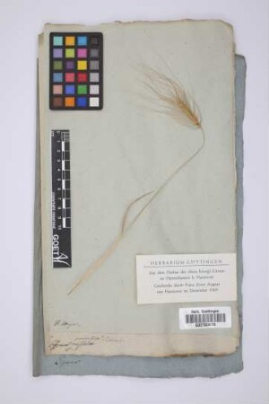 Elymus crinitus Schreb.