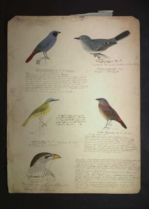 Ornithologie pl. XXI.