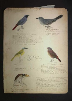 Ornithologie pl. XXI.