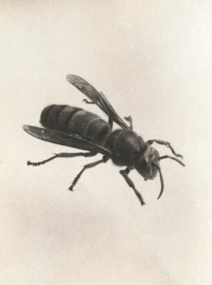 Hornisse (Vespa crabro L.)