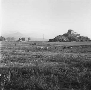 Kalabrien, Scalea, Blick auf einen Felsen mit der Ruine des Küstenturms Torre Talao im flachen Küstenland mit weidenden Schafen