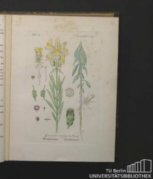 Scrophularinae. Linaria vulgaris Bauh. Gemeines Leinkraut.
