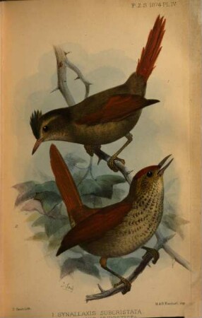Proceedings of the Zoological Society of London. 1874
