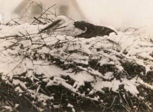 Bad Buchau. Weißstorch (Ciconia ciconia), brütend in schneebedecktem Nest