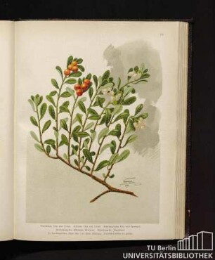 Vaccinium Uva ursi Linné. Arbutus Uva ursi Linné. Arctostaphylos Uva ursi Sprengel. Arctostaphylos officinalis Wimmer. Bärentraube, Jägertraube.