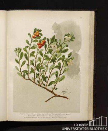 Vaccinium Uva ursi Linné. Arbutus Uva ursi Linné. Arctostaphylos Uva ursi Sprengel. Arctostaphylos officinalis Wimmer. Bärentraube, Jägertraube.