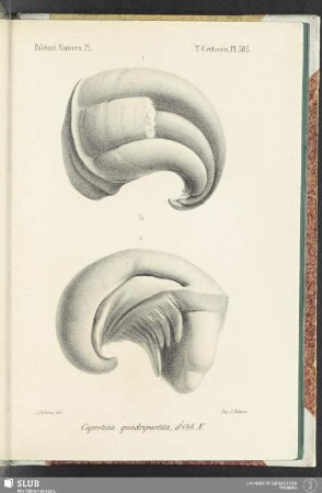 Pl. 585