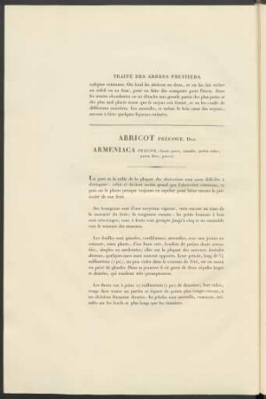 Abricot Précoge Duh. Armeniaca Praecox ...