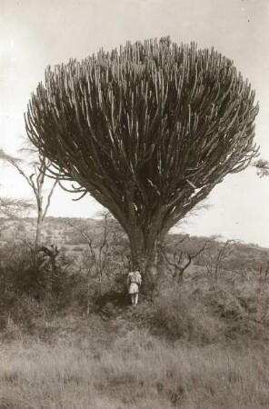 Wolfsmilch (Euphorbia) in Abessinien
