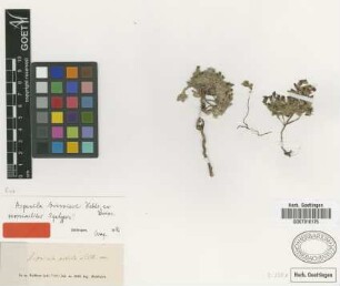 Asperula boissieri Heldr. ex Boiss. [syntype]