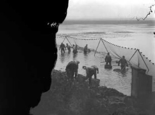 Teichfischerei : Teichfischerei Wermsdorf, Abfischen