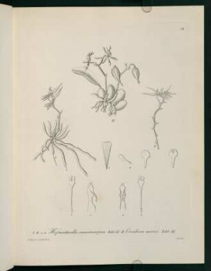 18r-18v, Hofmeisterella eumicroscopica...