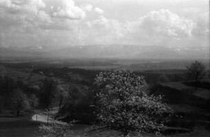 Vogtsburg, Pass: Blick vom Pass auf den Schwarzwald, Blütenbaum und Kurve der Straße