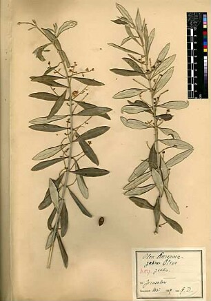 Oleaceae Olea europaea Linné, Carl von (1707 - 1778) [Jerusalem, Yerushalayim, El Quds, Al-Quds, Al Quds, El Quds Esh Sherif, Al-Muqaddas, Jérusalem, Gerusalemme, Jerusalén, Aelia Capitolina, Colonia Aelia Capitolina, Hierosolyma, Urusalim, Jerusalem]