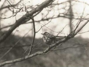 Europa. Rotdrossel (Turdus iliacus) balzend
