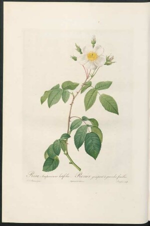 Rosa Sempervirens latifolia. Rosier grimpant à grandes feuilles. Langlois sculp.