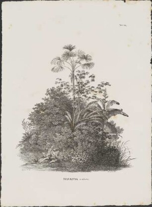 Tab. 44. Mauritia aculeata